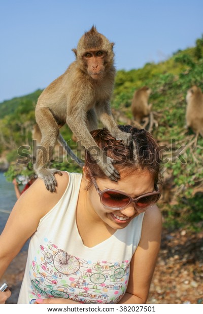 monkey island thailand