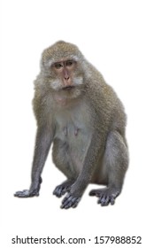 The Monkey Isolated Against A White Background.