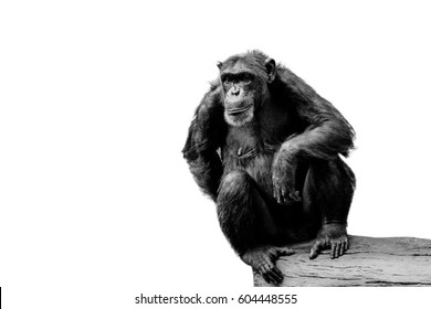 monkey isolated black and white