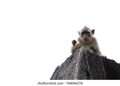 A monkey isolated on white background. The monkey is eating fruit on the roof. The monkey has  various facial expressions. 