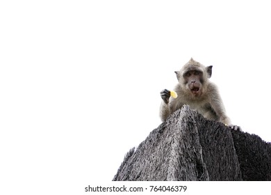 A monkey isolated on white background. The monkey is eating fruit on the roof. The monkey has  various facial expressions. 