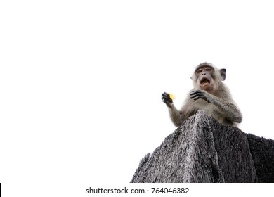 A monkey isolated on white background. The monkey is eating fruit on the roof. The monkey has  various facial expressions. 