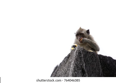 A monkey isolated on white background. The monkey is eating fruit on the roof. The monkey has  various facial expressions. 