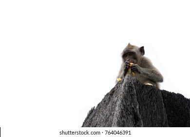 A monkey isolated on white background. The monkey is eating fruit on the roof. The monkey has  various facial expressions. 