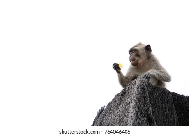 A monkey isolated on white background. The monkey is eating fruit on the roof. The monkey has  various facial expressions. 