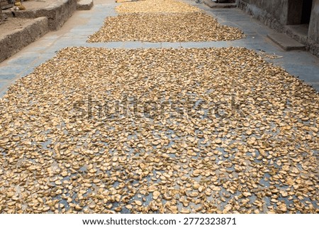 Monkey Jack Fruit Slices Sun Drying on Ground, Monkeyjack, Artocarpus, Lacucha, Fruit, Sun-dry