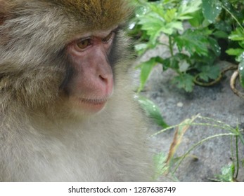 Monkey Japanese Macaque  Profile