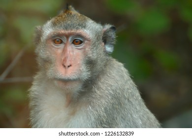 Monkey Face Monkey Cub Monkey Baby Monkey Face Monkey Portrait Monkey Cute Monkey Zoo Monkey Jungle Monkey Family Monkey Head Monkey Eyes Monkey Look Monkey Looking Monkey Free Hd Stock Images