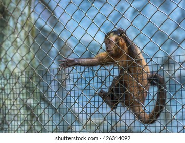The monkey was kept in a cage that was submitted a hand out for help.