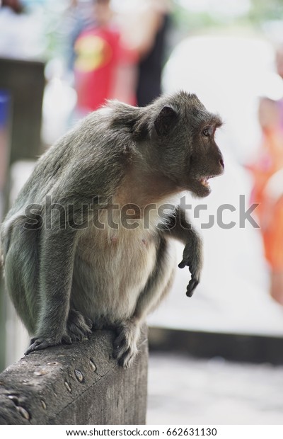 Monkey in Khao Sam Muk. A\
tourist area in Chon Buri, Thailand. This is sea view point that\
have many natural monkey. The tourist can give some food but you\
must be careful.