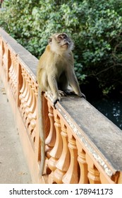 Monkey At Kuala Selangor, Malaysia