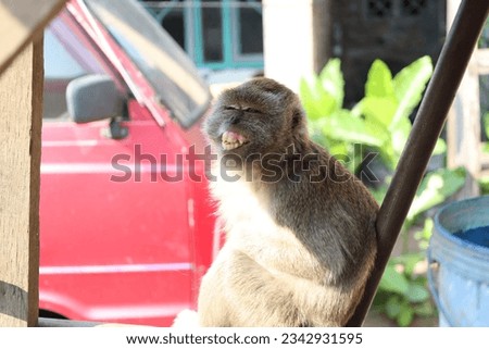 Monkey laughing while in front of the camera