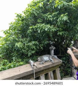 Monkey is laying on a ledge next to a tree. A person is taking a picture of the monkey