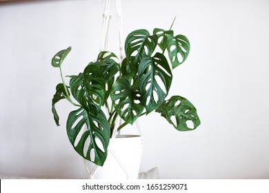 Monkey Leaf, Monstera Adansonii Plant