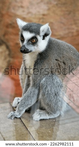 monkey lemur animal cute zoo