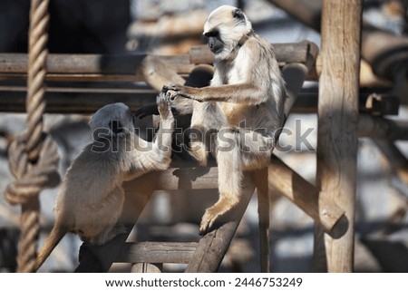 Monkey Lemur monkey Rope Talking monkeys Log Animals
