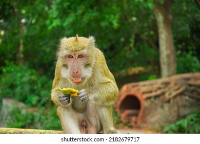 Monkey Life Wild How Survive Monkey Stock Photo 2182679717 | Shutterstock