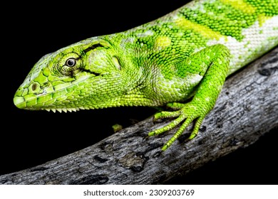 The Monkey lizard (polychrus marmoratus)