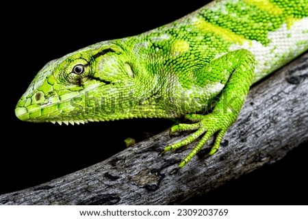 The Monkey lizard (polychrus marmoratus)