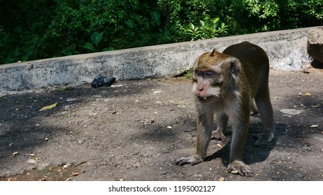 44 Monkey long tile Images, Stock Photos & Vectors | Shutterstock