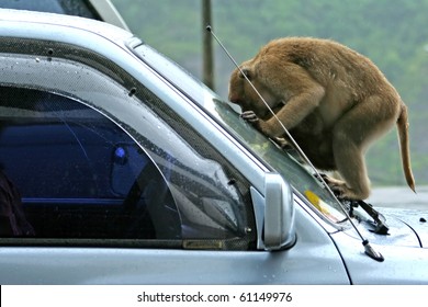 Monkey look in car