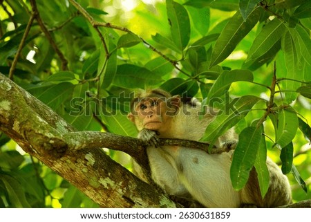 Monkey looking anxious on a tree