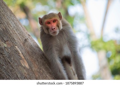 Monkey looking at camera exited