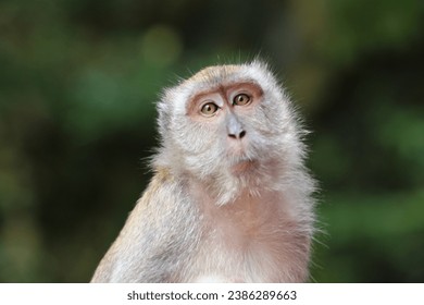 a monkey looking at the camera sad, cute, curious and funny