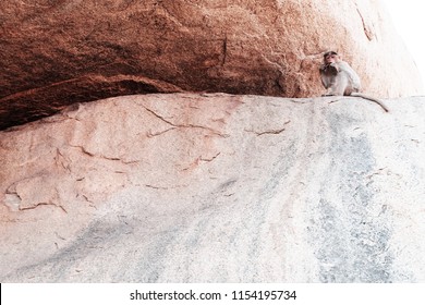 Monkey are looking at the camera sitting on a rock