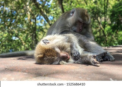 Monkey Looking Fleas Friend Back Funny Stock Photo 1525686410 ...