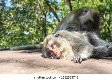 20 Tongue eating louse Images, Stock Photos & Vectors | Shutterstock