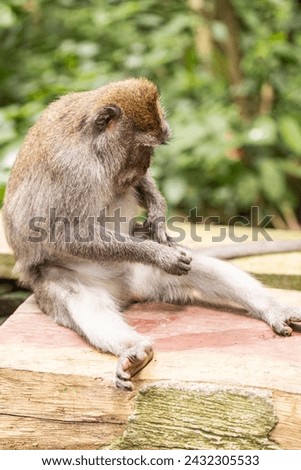monkey looking for fleas, macaque, 
care