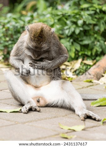 monkey looking for fleas, macaques, 
care