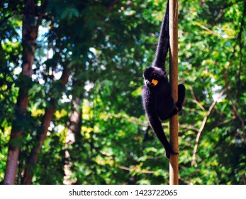 The monkey is looking for food to eat on a tall wooden pole. - Shutterstock ID 1423722065