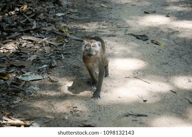 a monkey is looking in the front of the camera