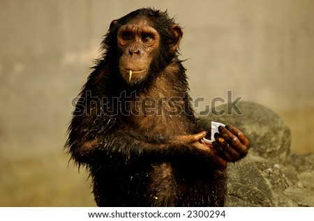 Monkey looking seriously . Location : Bangkok, Thailand