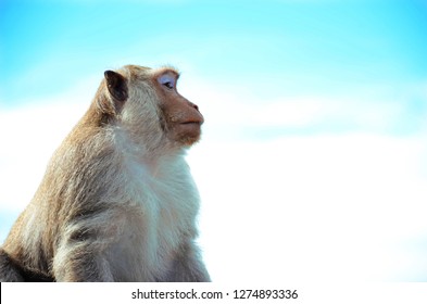 Monkey looking at the sky