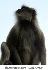Monkey looking in sky