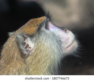 Monkey looking at the sky