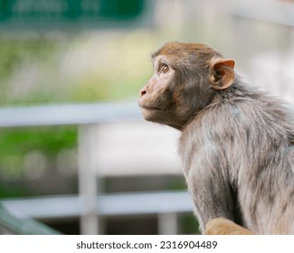 A monkey looking up in sky