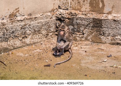 monkey looking something