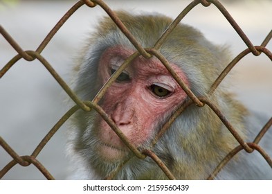 A Monkey Is Looking At Something In Sad Eyes. Sad Monkey Behind A Net In A Zoo Cage. Animal Abuse