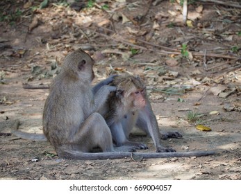 Monkey is looking for tick   