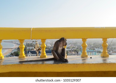 Monkey looking at the view on the top of a mountain