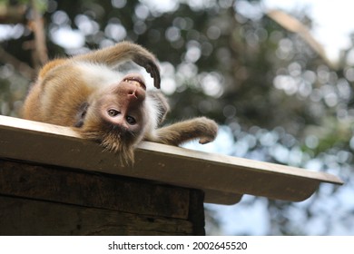Monkey looking while bending and sleeping on a roof