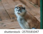the monkey is looking at you