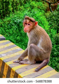 Monkey looking at you