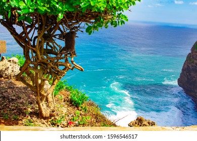 Monkey looks out over the ocean on a beautiful scenic day in Bali