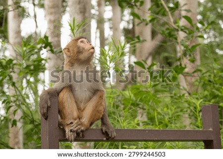 monkey looks upward with curious expression on fence. inquisitive monkey demonstrates alertness and awareness behavior. wondering monkey shows natural curiosity and exploration instinct in park