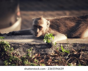 monkey lying down because of the hot weather
